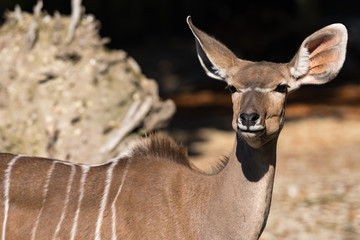 Kudu - Tragelaphus strepsiceros