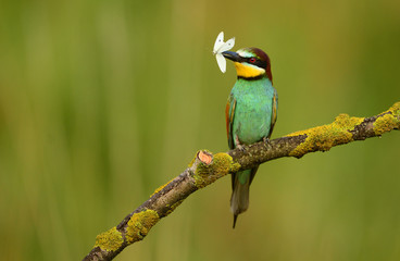 European bee eater (Merops apiaster)