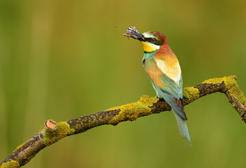 European bee eater (Merops apiaster)