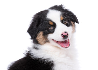 Australian Shepherd purebred puppy, 2 months old looking at camera - close-up portrait. Black Tri color Aussie dog, isolated on white background.