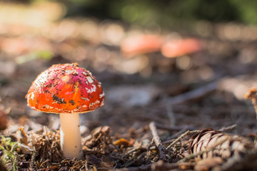 A fatally poisonous fungus in a beautiful body.