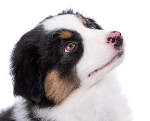 Australian Shepherd purebred puppy, 2 months old looking away - close-up portrait. Black Tri color Aussie dog, isolated on white background.