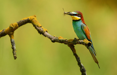 European bee eater (Merops apiaster)