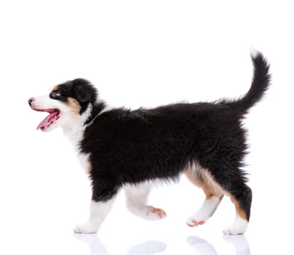 Playful Australian Shepherd Purebred Puppy, 2 Months Old Looking Away. Happy Black Tri Color Aussie Dog Is Walking, Isolated On White Background.