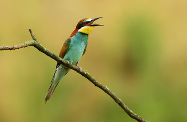 European bee eater (Merops apiaster)