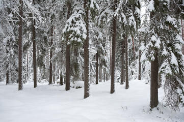 Winter landscape. Snowy boreal forest in Finland.