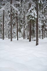 Winter landscape. Snowy boreal forest in Finland.