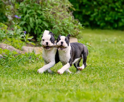 Two young Boston Terrier puppies running and carrying a stick
