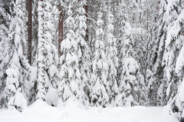 Winter landscape. Snowy boreal forest in Finland.
