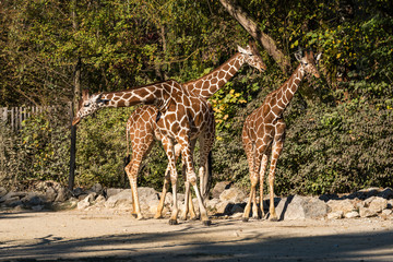 Giraffe - Giraffa camelopardalis