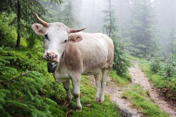 Fototapeta na wymiar Cow portrait in the Carpathians forest at the mist weather