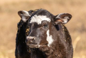 Newborn calf