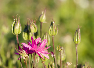 Purple Columbine flower, also some not extinguished (latin: Aquilegia)