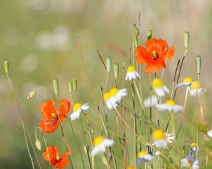 Poppy and oxeye flowers on the meadow