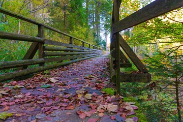 brücke im wald