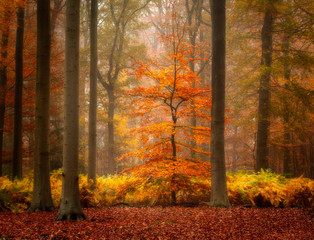 Beautiful autumn colors on a misty day in a Dutch forest near Breda.