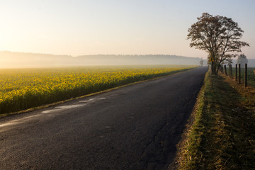 fog over the field at sunrise