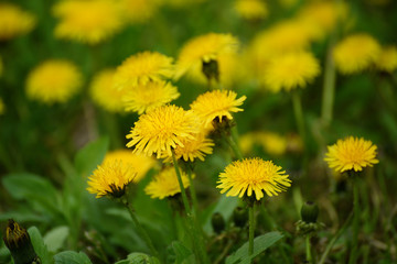 Dandelion flower meadow