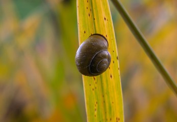schnecke