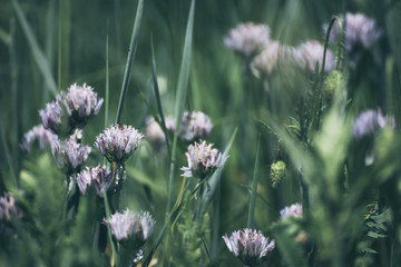 Obraz premium Blossoming of wild garlic