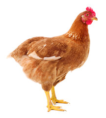 Brown hen isolated.