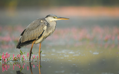 Grey heron (Ardea cinerea)