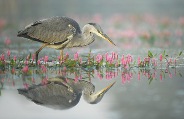 Grey heron (Ardea cinerea)