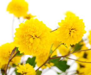  Flowers of chrysanthemum