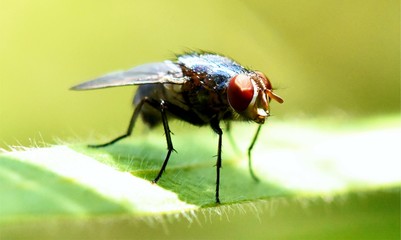 fly on leaf