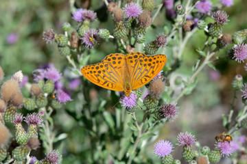 Nymphalidae / Cengaver / / Argynnis paphia