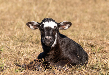 Newborn calf © Martin Belli