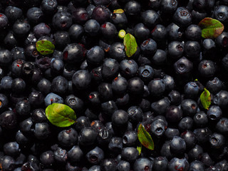 Vaccinium myrtillus background, edible fruit of dark blue color, commonly called bilberry, wimberry, whortleberry or European blueberry. Top view