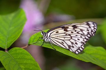 Fototapeta na wymiar Penang Butterfly Farm