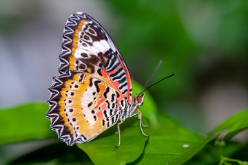 Penang Butterfly Farm