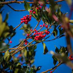 Red Berry Branch Tree Autumn