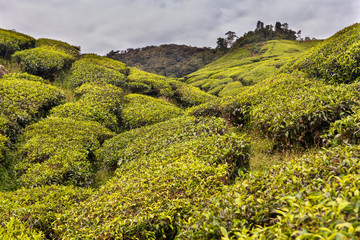 Tea Plants in Cameron Highland