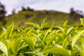 Tea Plants in Cameron Highland