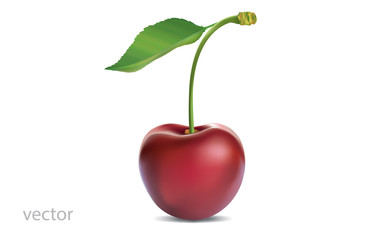 Realistic vector illustration of ripe cherry with green leaf