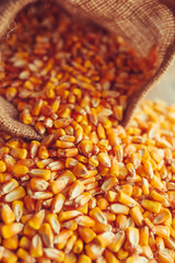Harvested corn kernels spilling out of burlap sack