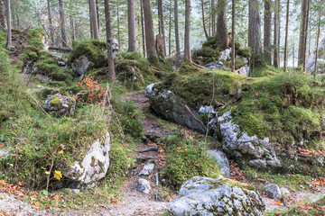 Zauberwald am Hintersee in Bayern mit Felsblöcken aus einem Bergsturz. Ramsau bei Berchtesgaden.