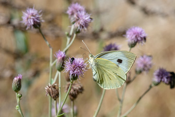 Pieridae / Büyük Beyazmelek / / Pieris brassicae