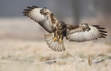 Common buzzards (Buteo buteo)