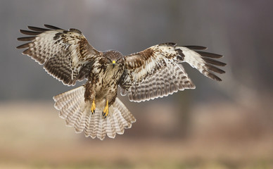 Common buzzards (Buteo buteo)