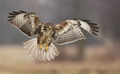 Tableau sur aluminium  Common buzzards (Buteo buteo)  © Piotr Krzeslak