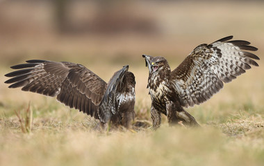 Common buzzards (Buteo buteo) fighting