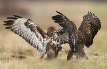 Common buzzards (Buteo buteo) fighting