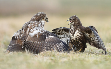 Common buzzards (Buteo buteo) fighting