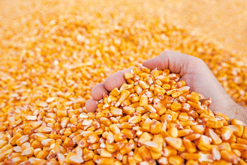Farmer handful of harvested corn kernels
