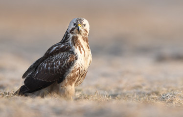 Common buzzards (Buteo buteo)