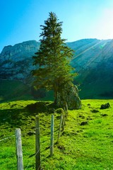 Baum in den Alpen